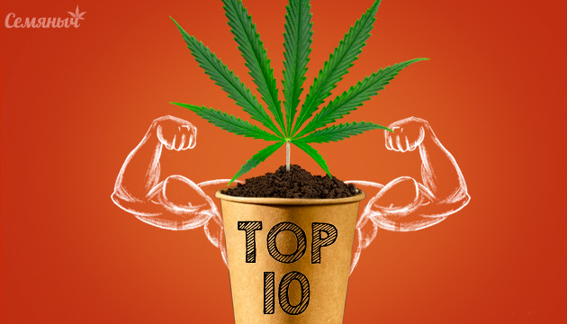 Мощная сатива