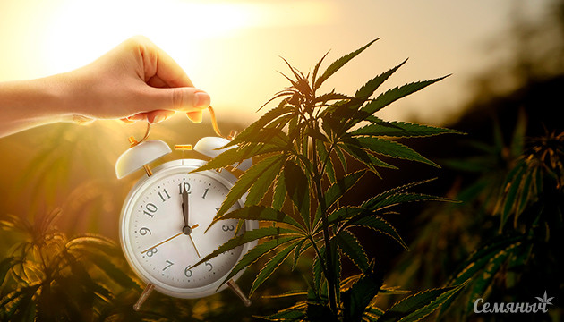 Фотопериодные сорта: выбор фермеров Аутдорное выращивание фотопериодной конопли