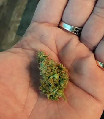 Шишка Auto New York City