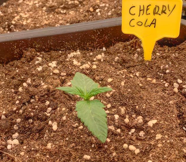 Росток Cherry Cola Auto от FastBuds