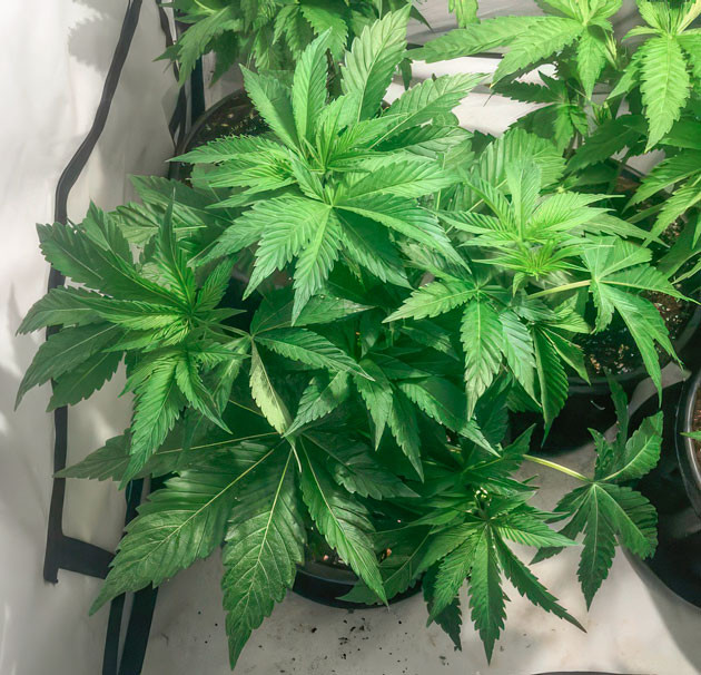 Кусты Mimosa Shot на 4 неделе выращивания