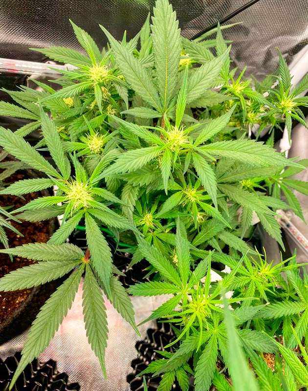 Куст Gorilla Zkittlez Auto от FastBuds на 9 неделе