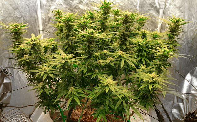 Куст высотой 65 см