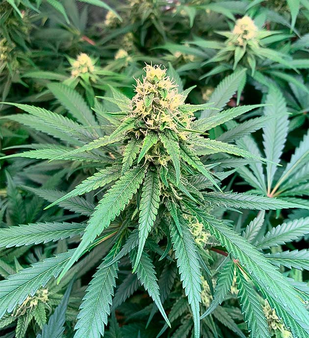 Куст Gorilla Glue #4 на 14 неделе выращивания