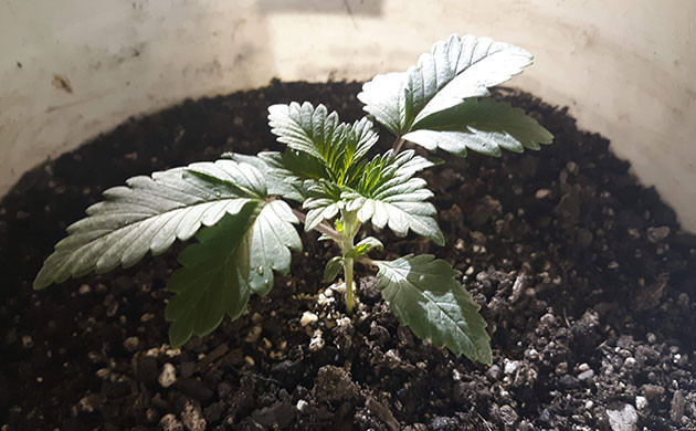 Росток конопли в конце первой недели Три этажа листьев