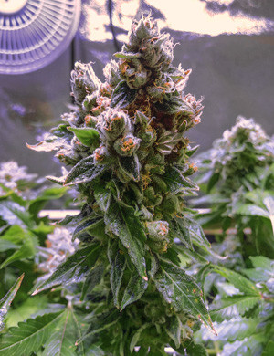 Концентрат для конопли