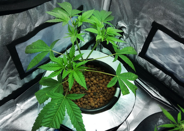 3 и 4 неделя выращивания 4 неделя выращивания