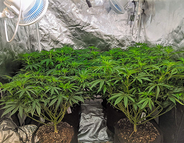 Последняя обрезка выходных