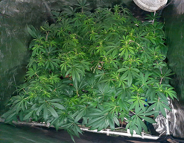 Перевод на цветение растения Jack 47