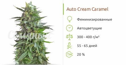 Auto Cream Caramel fem от Семяныча