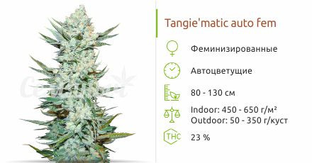 Tangie'matic Auto от FastBuds