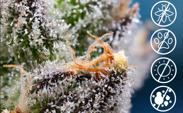 Защита от вредителей конопли при помощи трихом