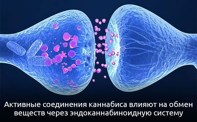 Как активные компоненты каннабиса ускоряют обмен веществ