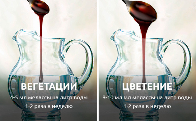 Меласса как корневая подкормка