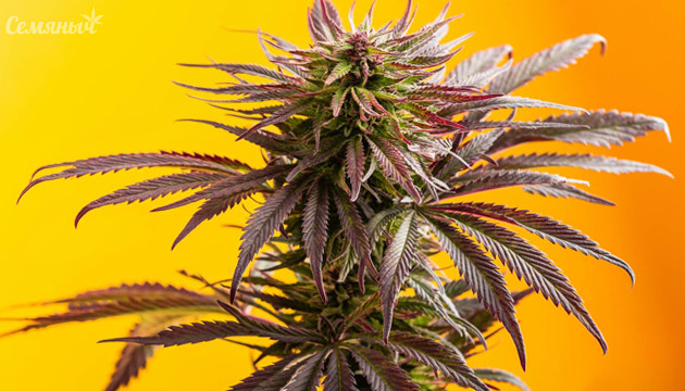 Соцветия конопли Цветущая конопля