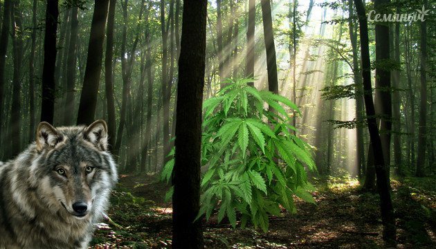 Конопля в диких условиях