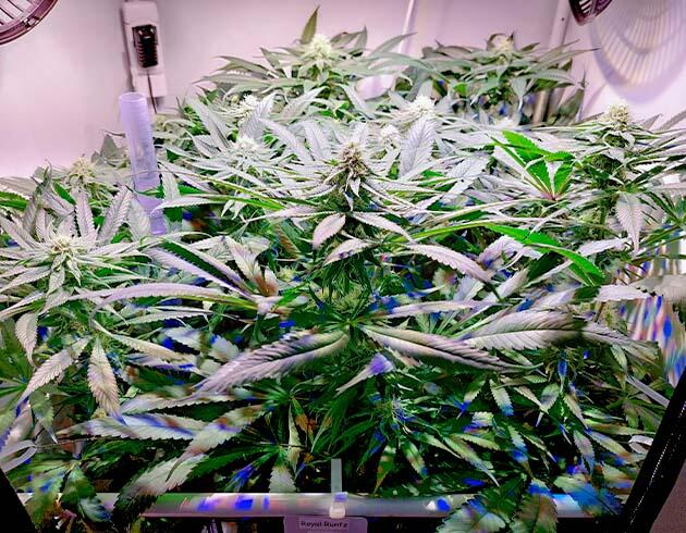 Высота куста марихуаны 74 см