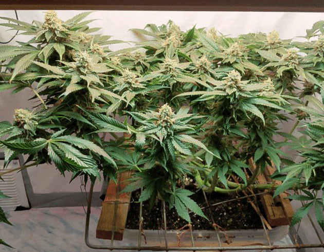 Прореживание верхушки куста Glue Sherbert