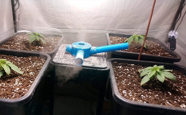 Первая неделя выращивания конопли Наращивание первых листьев каннабиса