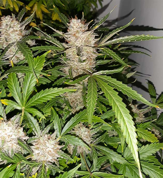 Завершение цикла Bruce Banner Auto Последние фото перед срезкой