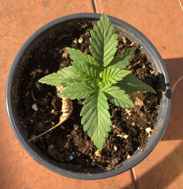 Стабильное развитие и уверенный рост Atomical Haze