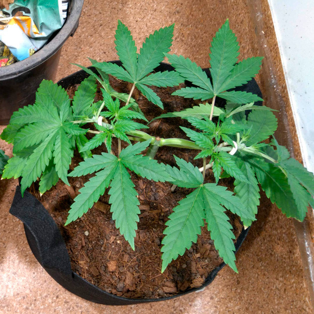 Топпинг на 5 неделе выращивания Фиксация боковых ветвей