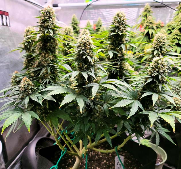 Гроурепорт сорта Power Plant X Завершение цветения Power Plant X