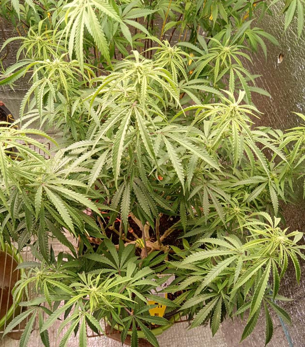 Куст Gelato 2 Auto на 6 неделе выращивания