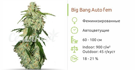 Big Bang Auto от Green House Seeds