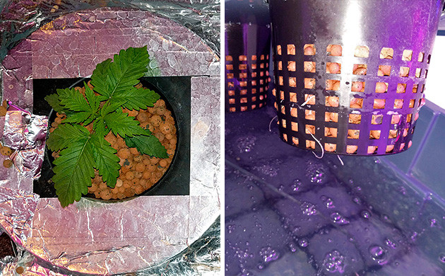 2ая неделя Tutankhamon от Pyramid Seeds