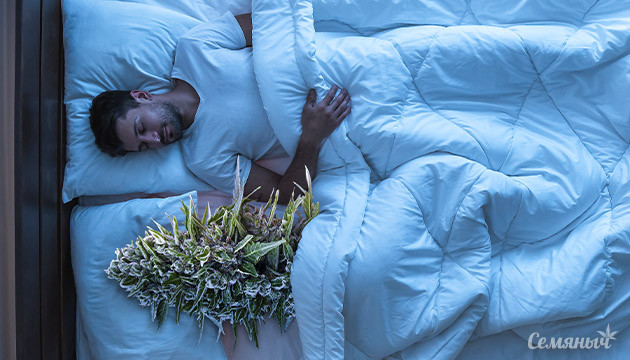 Марихуана под ваши сны Каннабис и сон