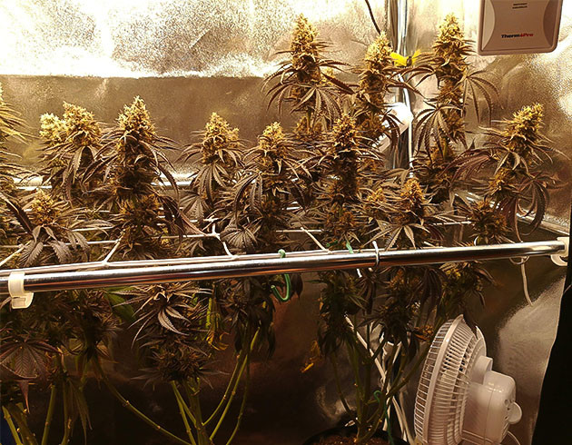 Подготовка растений к харвесту Кусты темно-фиолетового цвета