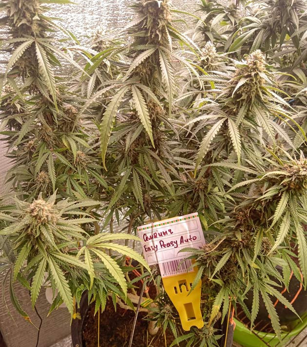 Промывка конопли 10 неделя выращивания марихуаны