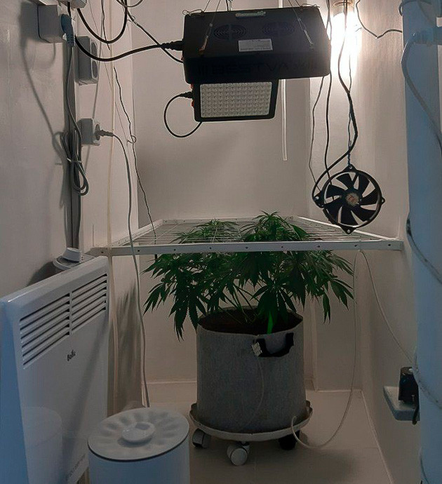 Цветение куста Glue Sherbet