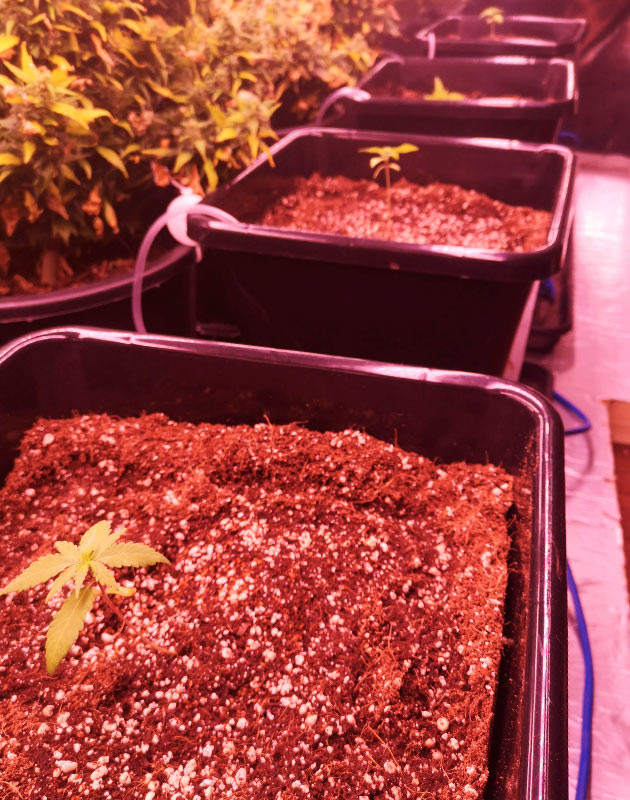 Формирование первых листьев ростка