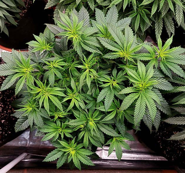 Перевод на цветение растения Power Plant X Подкормка куста конопли Power Plant X