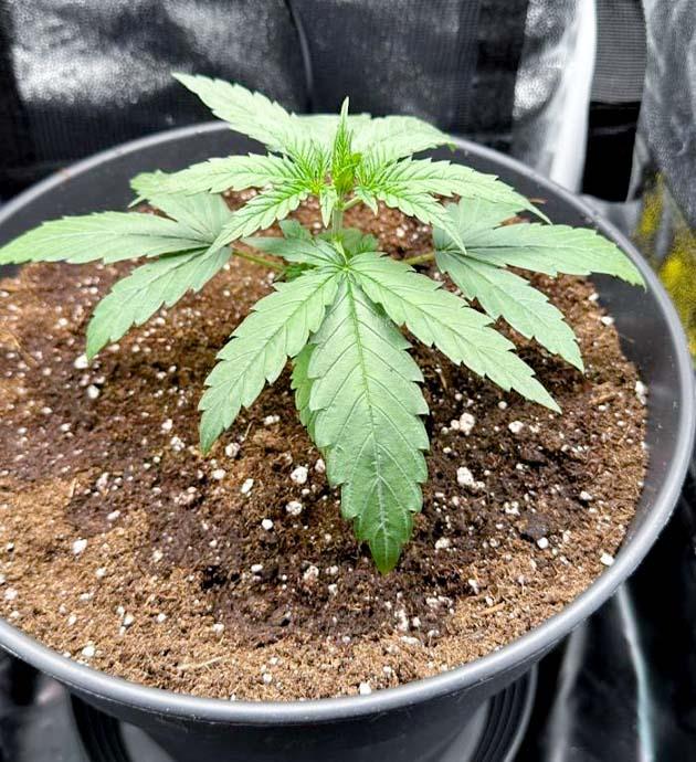 Растишка Mimosa Evo от Barney’s Farm на 3 неделе