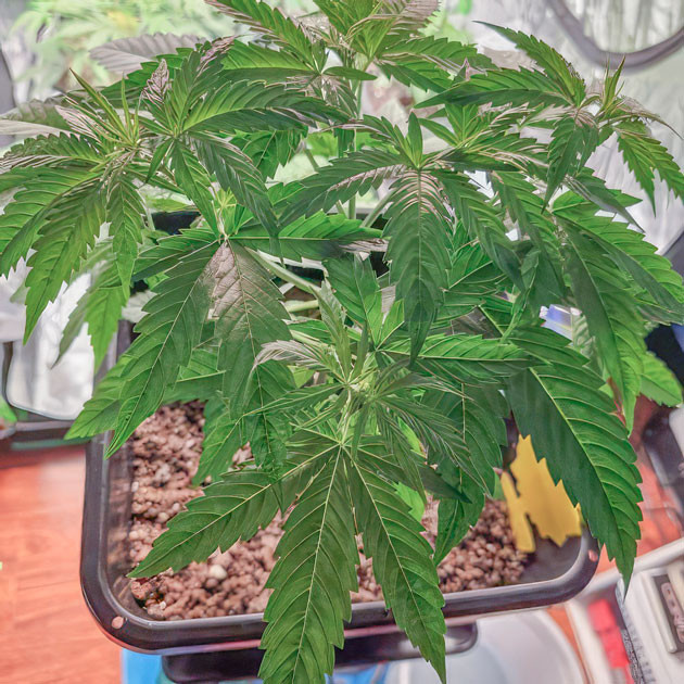 5 неделя выращивания сорта Apple Betty