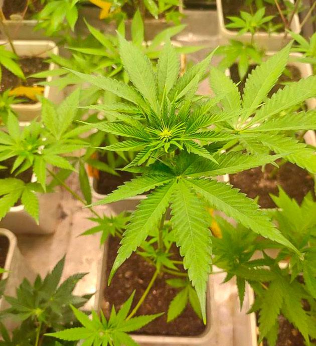 Кусты Blueberry Hill от Herbies Seeds на 4 неделе выращивания