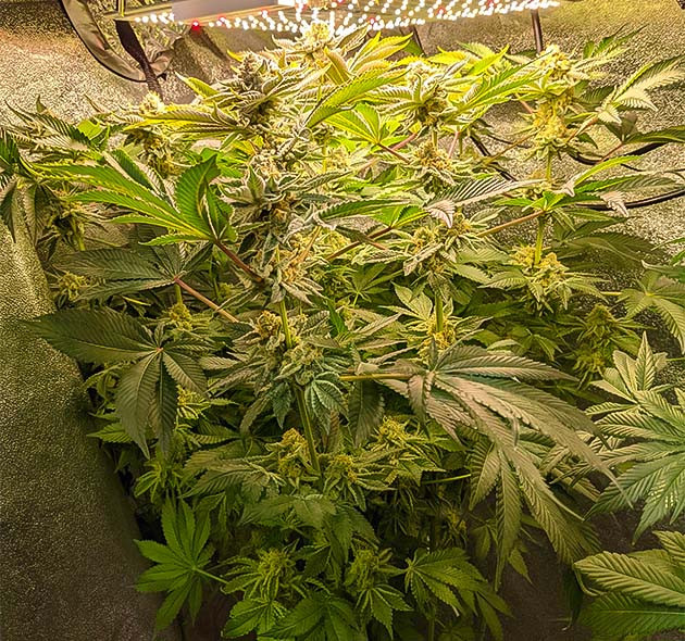 подготовка к харвесту Blue Gelato 41