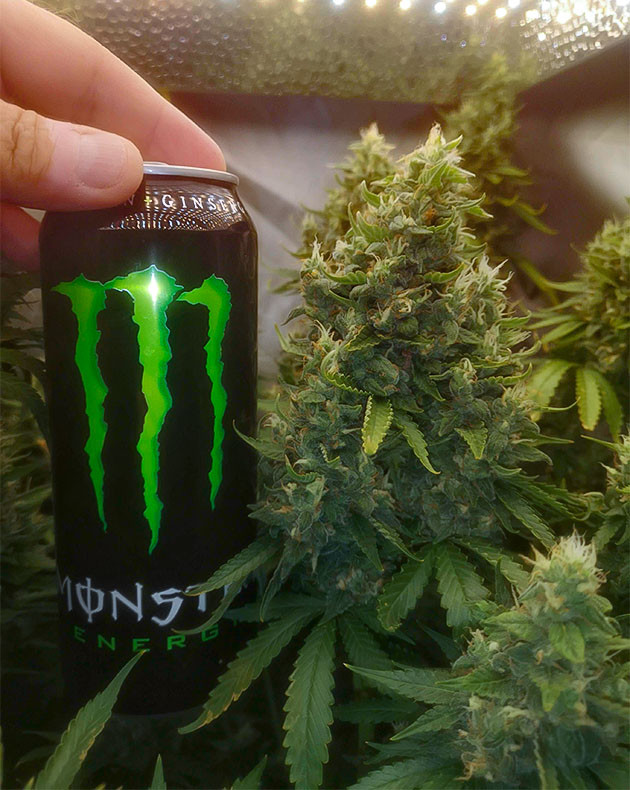 подготовка к харвесту Bruce Banner #3 Fast