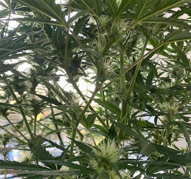 Взрывной рост Auto Mokum’s Tulip