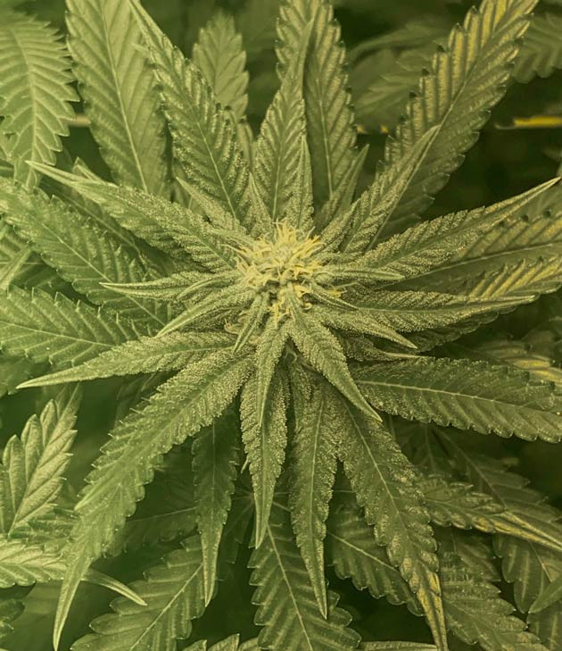 Марихуана ростом 70 см