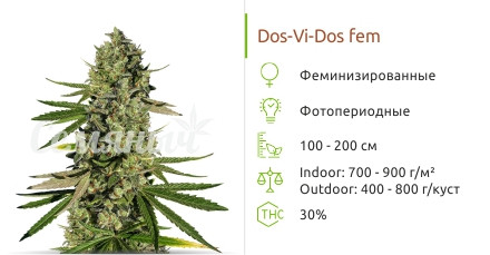 Сорт марихуаны Dos-Vi-Dos Dos-Vi-Dos от сидбанка Семяныч
