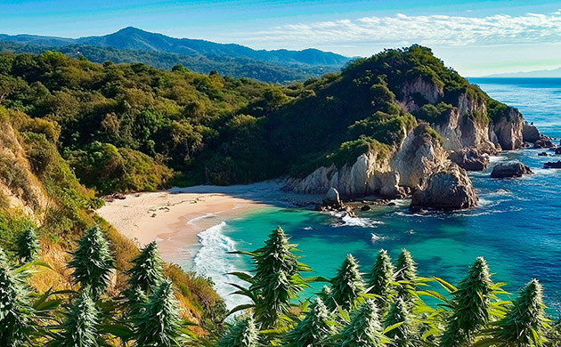 Происхождение Acapulco Gold