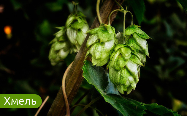 Хмель: успокоительное средство
