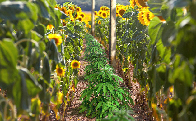 Выращивание конопли в поле Конопля вы зарослях подсолнечника