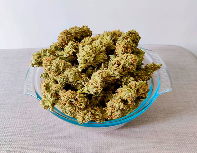 Общие впечатление о выращивании сорта Gelato Auto Харвест сорта Gelato Auto