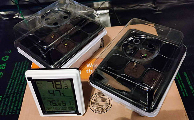 Пророст семян сорта Afghan Kush Ryder Auto Гроурепорт сорта Afghan Kush Ryder Auto