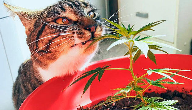 Как защитить марихуану при индорном выращивании Безопасное выращивание каннабиса в индоре